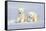 Polar Bear Twins-Howard Ruby-Framed Stretched Canvas