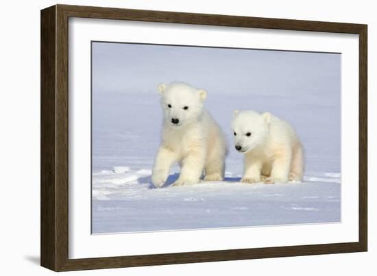 Polar Bear Twins-Howard Ruby-Framed Premium Photographic Print