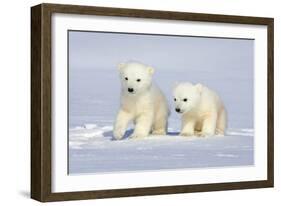 Polar Bear Twins-Howard Ruby-Framed Premium Photographic Print