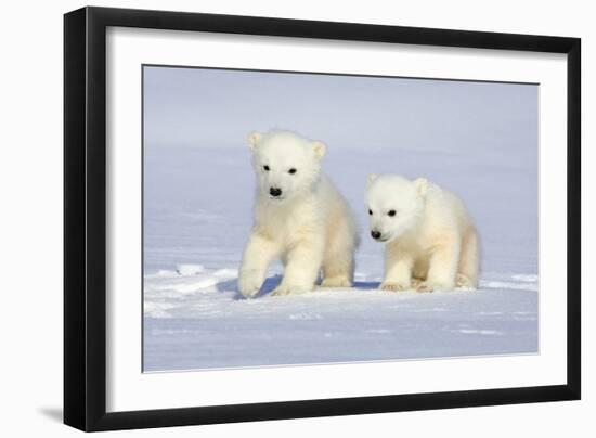 Polar Bear Twins-Howard Ruby-Framed Premium Photographic Print