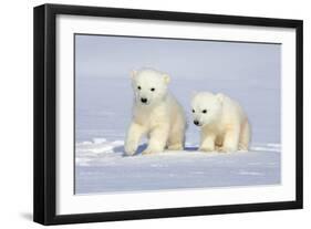 Polar Bear Twins-Howard Ruby-Framed Premium Photographic Print