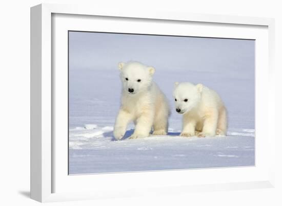 Polar Bear Twins-Howard Ruby-Framed Photographic Print