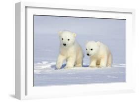 Polar Bear Twins-Howard Ruby-Framed Photographic Print