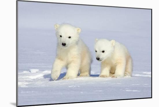 Polar Bear Twins-Howard Ruby-Mounted Photographic Print