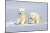Polar Bear Twins-Howard Ruby-Mounted Photographic Print