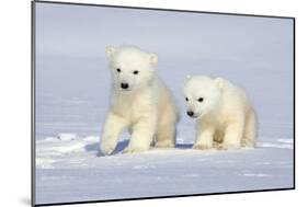 Polar Bear Twins-Howard Ruby-Mounted Photographic Print