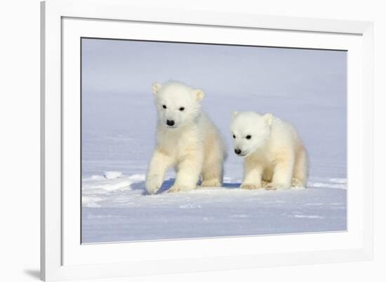 Polar Bear Twins-Howard Ruby-Framed Photographic Print