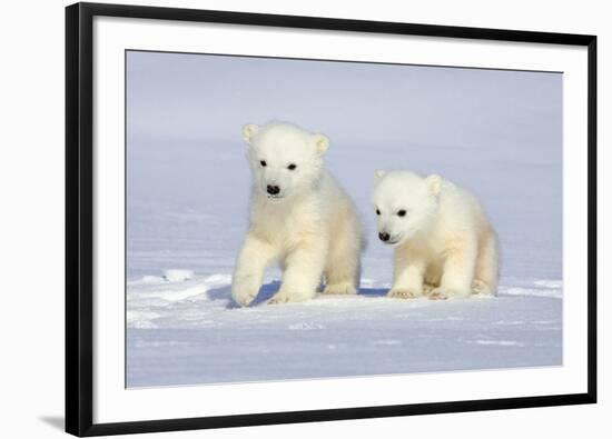 Polar Bear Twins-Howard Ruby-Framed Photographic Print