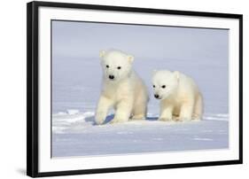 Polar Bear Twins-Howard Ruby-Framed Photographic Print