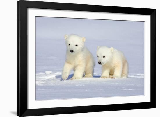 Polar Bear Twins-Howard Ruby-Framed Photographic Print