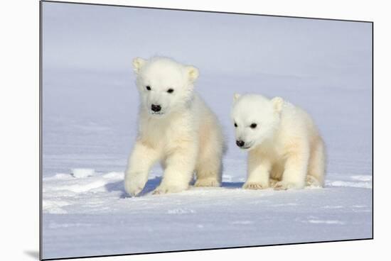 Polar Bear Twins-Howard Ruby-Mounted Photographic Print