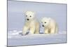 Polar Bear Twins-Howard Ruby-Mounted Photographic Print