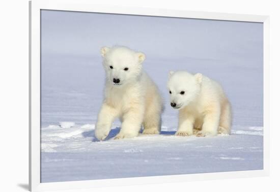 Polar Bear Twins-Howard Ruby-Framed Photographic Print