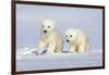 Polar Bear Twins-Howard Ruby-Framed Photographic Print