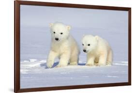 Polar Bear Twins-Howard Ruby-Framed Photographic Print