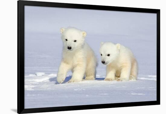 Polar Bear Twins-Howard Ruby-Framed Photographic Print