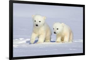 Polar Bear Twins-Howard Ruby-Framed Photographic Print