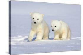 Polar Bear Twins-Howard Ruby-Stretched Canvas