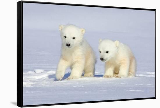 Polar Bear Twins-Howard Ruby-Framed Stretched Canvas