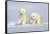 Polar Bear Twins-Howard Ruby-Framed Stretched Canvas