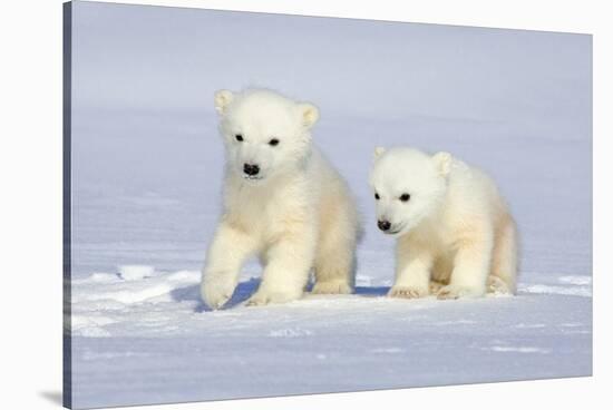 Polar Bear Twins-Howard Ruby-Stretched Canvas