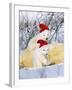 Polar Bear Two Cubs Wearing Christmas Hats-null-Framed Photographic Print