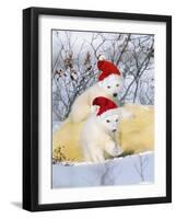 Polar Bear Two Cubs Wearing Christmas Hats-null-Framed Photographic Print