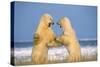 Polar Bear Two on Hind Legs, Fighting-null-Stretched Canvas