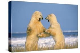 Polar Bear Two on Hind Legs, Fighting-null-Stretched Canvas