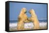 Polar Bear Two on Hind Legs, Fighting-null-Framed Stretched Canvas