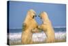 Polar Bear Two on Hind Legs, Fighting-null-Stretched Canvas