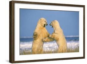 Polar Bear Two on Hind Legs, Fighting-null-Framed Photographic Print