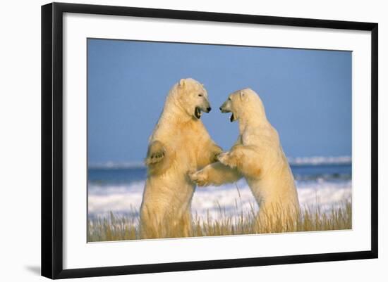 Polar Bear Two on Hind Legs, Fighting-null-Framed Photographic Print