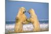 Polar Bear Two on Hind Legs, Fighting-null-Mounted Photographic Print