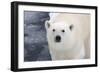 Polar Bear (Ursus maritimus) adult, close-up of head, standing on pack ice, Kong Karls Land-Kevin Elsby-Framed Photographic Print