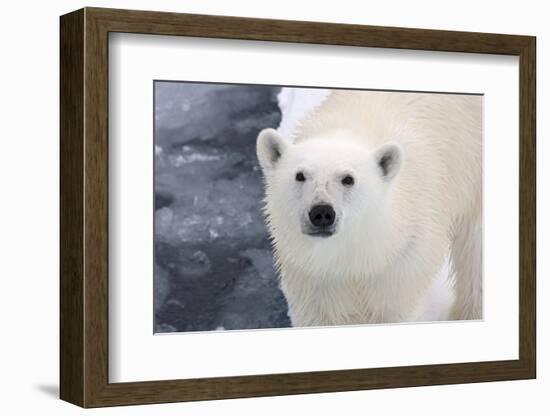 Polar Bear (Ursus maritimus) adult, close-up of head, standing on pack ice, Kong Karls Land-Kevin Elsby-Framed Photographic Print