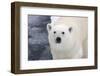 Polar Bear (Ursus maritimus) adult, close-up of head, standing on pack ice, Kong Karls Land-Kevin Elsby-Framed Photographic Print