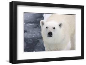 Polar Bear (Ursus maritimus) adult, close-up of head, standing on pack ice, Kong Karls Land-Kevin Elsby-Framed Photographic Print