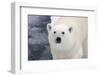 Polar Bear (Ursus maritimus) adult, close-up of head, standing on pack ice, Kong Karls Land-Kevin Elsby-Framed Photographic Print