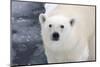 Polar Bear (Ursus maritimus) adult, close-up of head, standing on pack ice, Kong Karls Land-Kevin Elsby-Mounted Photographic Print