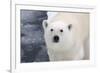 Polar Bear (Ursus maritimus) adult, close-up of head, standing on pack ice, Kong Karls Land-Kevin Elsby-Framed Photographic Print