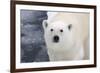 Polar Bear (Ursus maritimus) adult, close-up of head, standing on pack ice, Kong Karls Land-Kevin Elsby-Framed Photographic Print