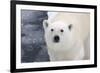 Polar Bear (Ursus maritimus) adult, close-up of head, standing on pack ice, Kong Karls Land-Kevin Elsby-Framed Photographic Print