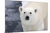 Polar Bear (Ursus maritimus) adult, close-up of head, standing on pack ice, Kong Karls Land-Kevin Elsby-Mounted Photographic Print