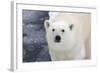 Polar Bear (Ursus maritimus) adult, close-up of head, standing on pack ice, Kong Karls Land-Kevin Elsby-Framed Photographic Print