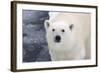 Polar Bear (Ursus maritimus) adult, close-up of head, standing on pack ice, Kong Karls Land-Kevin Elsby-Framed Photographic Print