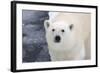 Polar Bear (Ursus maritimus) adult, close-up of head, standing on pack ice, Kong Karls Land-Kevin Elsby-Framed Photographic Print