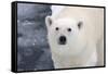 Polar Bear (Ursus maritimus) adult, close-up of head, standing on pack ice, Kong Karls Land-Kevin Elsby-Framed Stretched Canvas