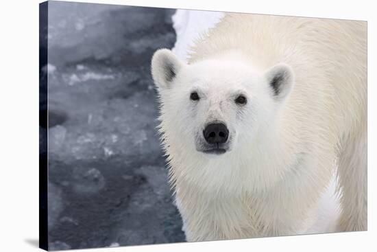 Polar Bear (Ursus maritimus) adult, close-up of head, standing on pack ice, Kong Karls Land-Kevin Elsby-Stretched Canvas