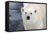 Polar Bear (Ursus maritimus) adult, close-up of head, standing on pack ice, Kong Karls Land-Kevin Elsby-Framed Stretched Canvas